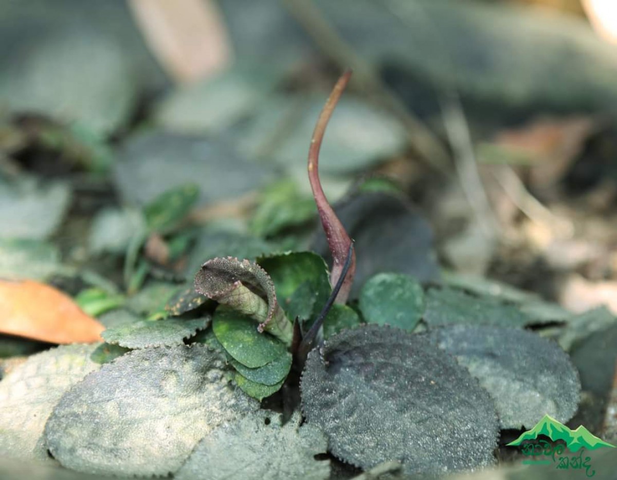 Cryptocoryne thwaitesii Schott